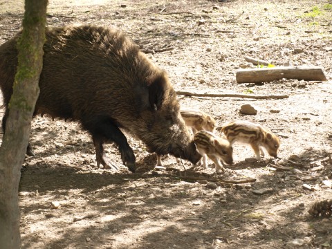 10-04-24_Wildpark_Schweine (4)
